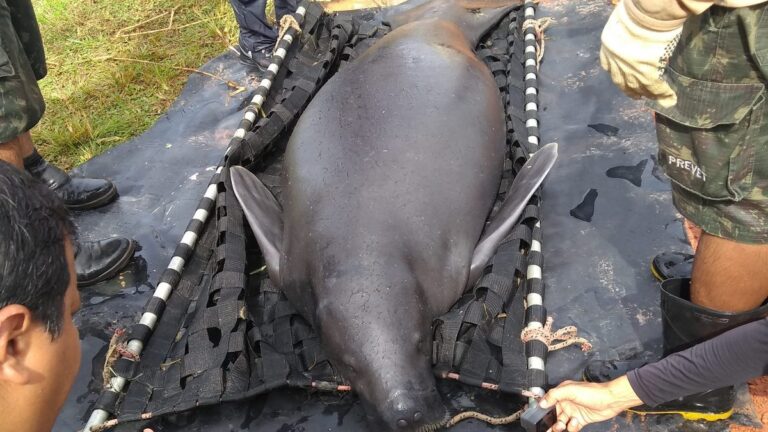 Filhote de peixe-boi resgatado em lago seco de Parintins ganha toada