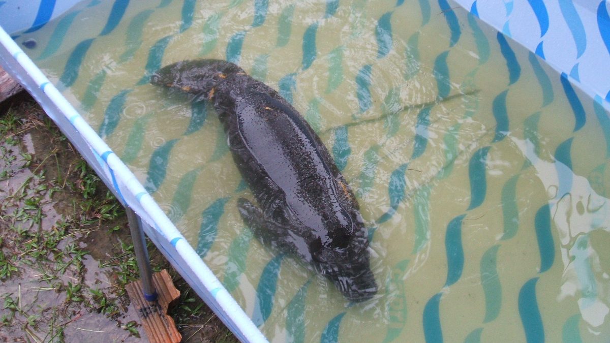 Filhote de peixe-boi-da-amazônia em piscina de reabilitação (imagem ilustrativa)
