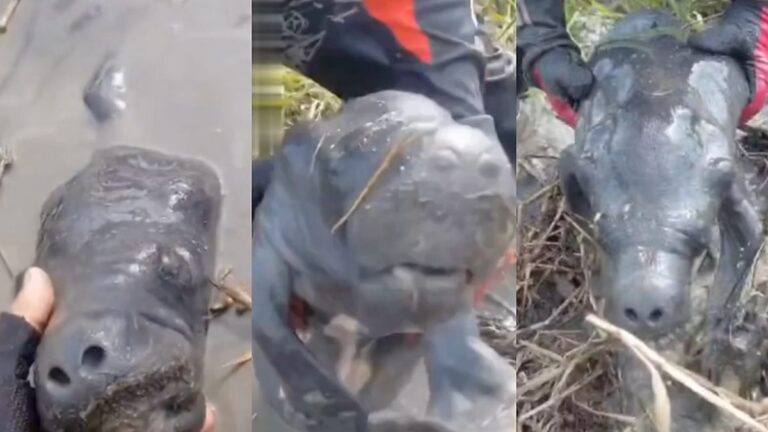 Filhote de peixe-boi é resgatado por motociclistas em Parintins