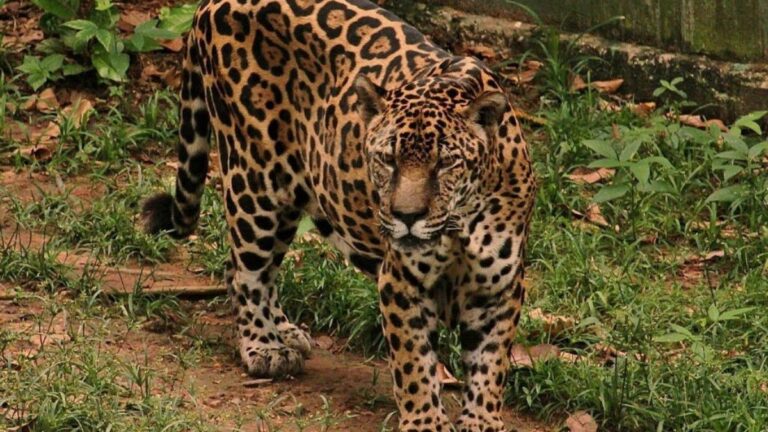 Onça-pintada do zoológico do CIGS bate recorde de longevidade